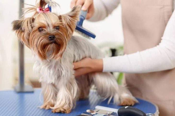 Pet Grooming Services Transforming Pet Health Standards