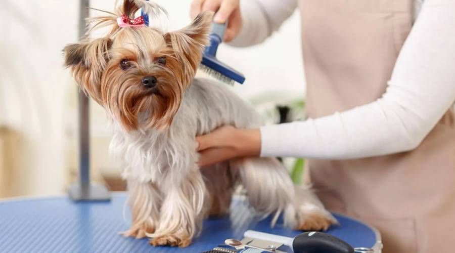 Pet Grooming Services Transforming Pet Health Standards
